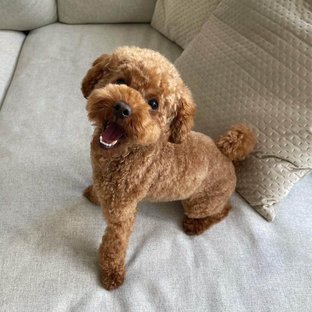 perro Caniche Toy Rojo lindo