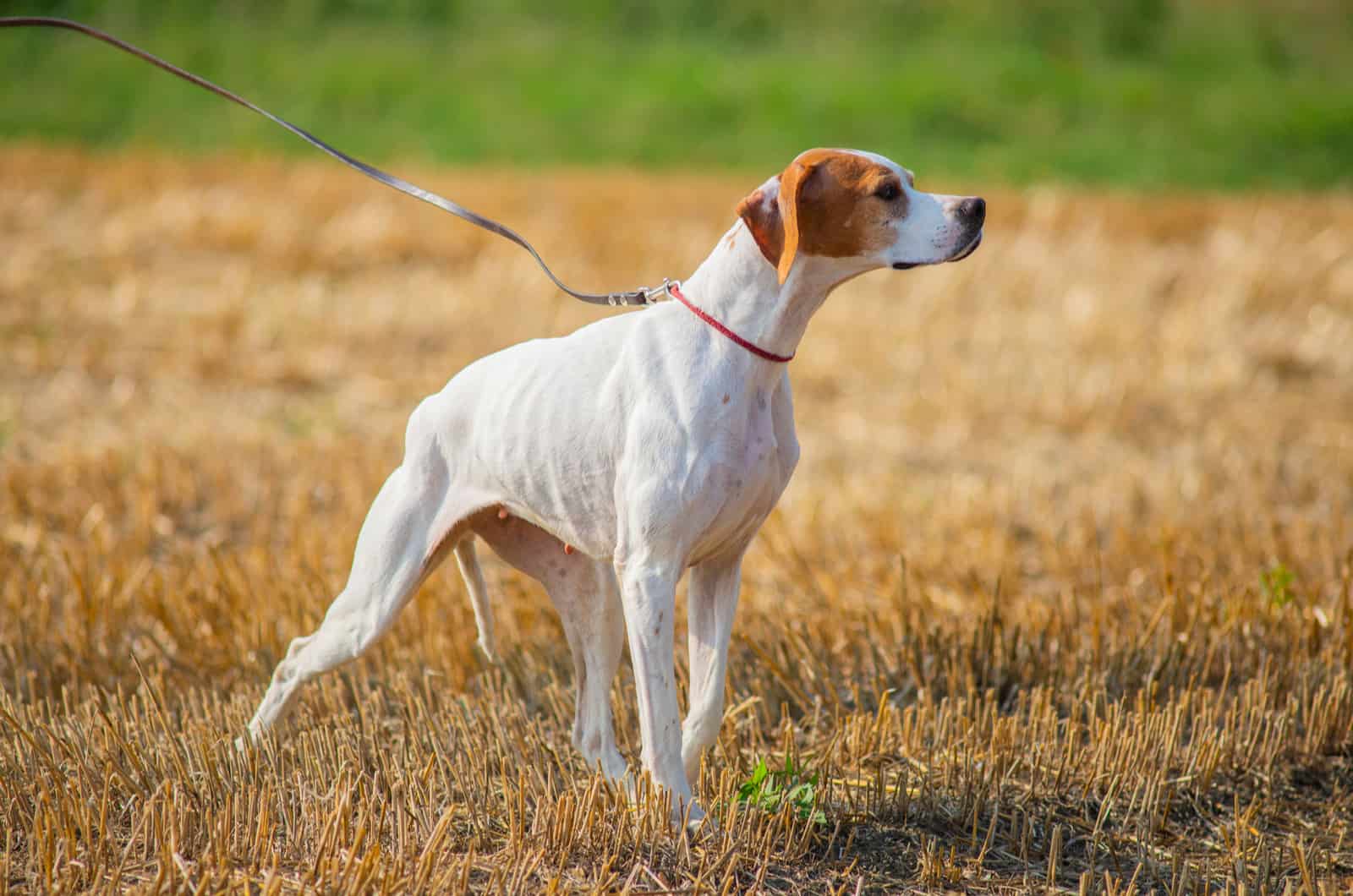 Pointer inglés rojo y blanco en el campo