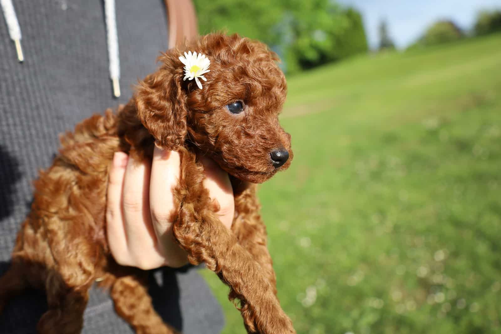 Cachorro de caniche toy rojo se relaja en el césped