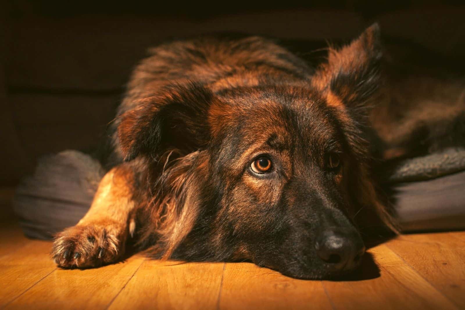 Perro pastor alemán relajado acostado en su cama en interiores sobre un suelo de madera, iluminado con linterna