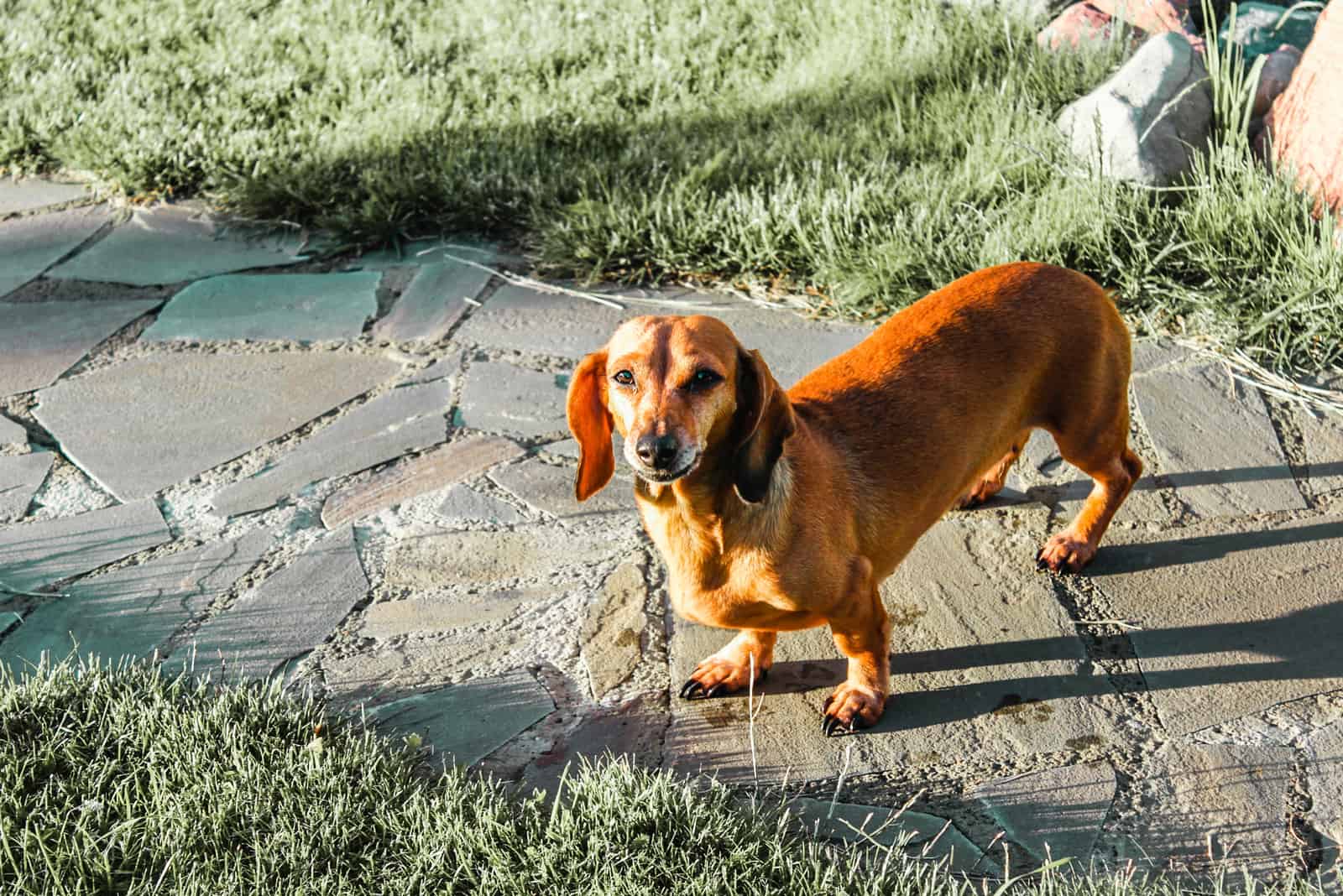 Dachshund de Rodesia de pie afuera mirando hacia arriba