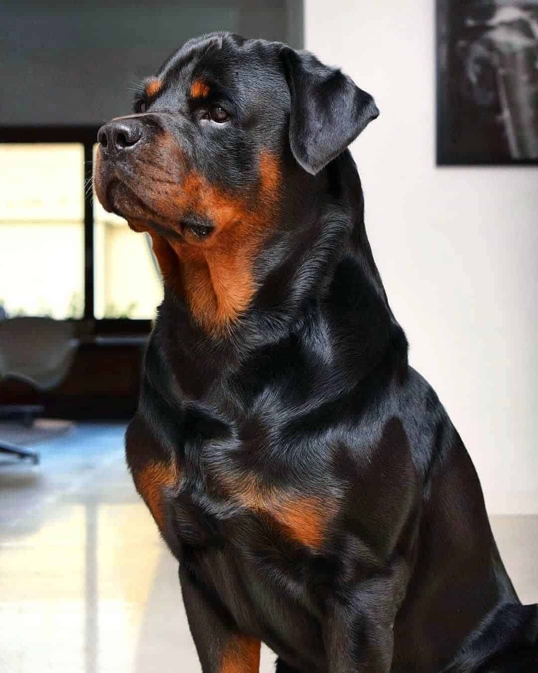 Perro Rotterman
