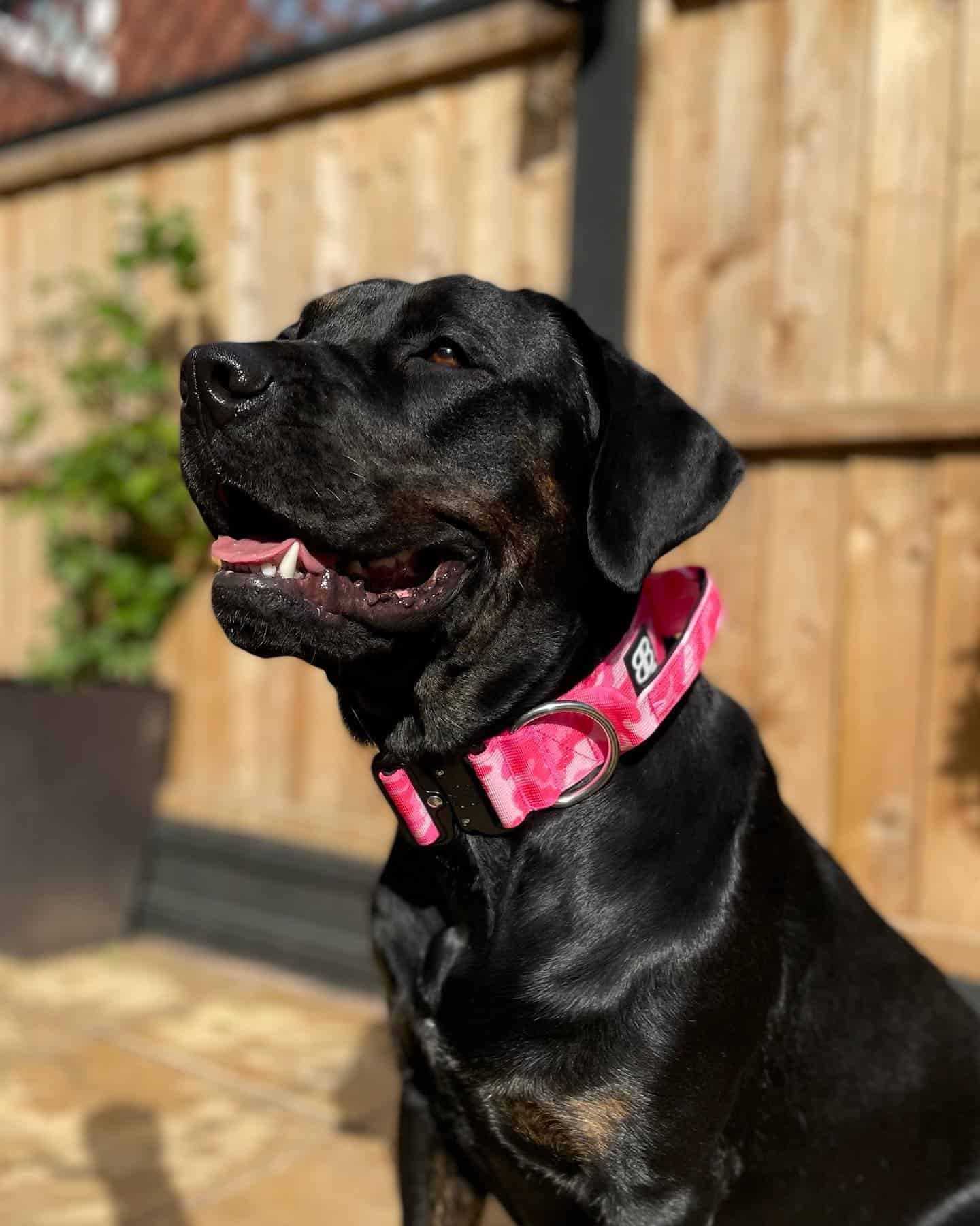 Perro Rotticorso