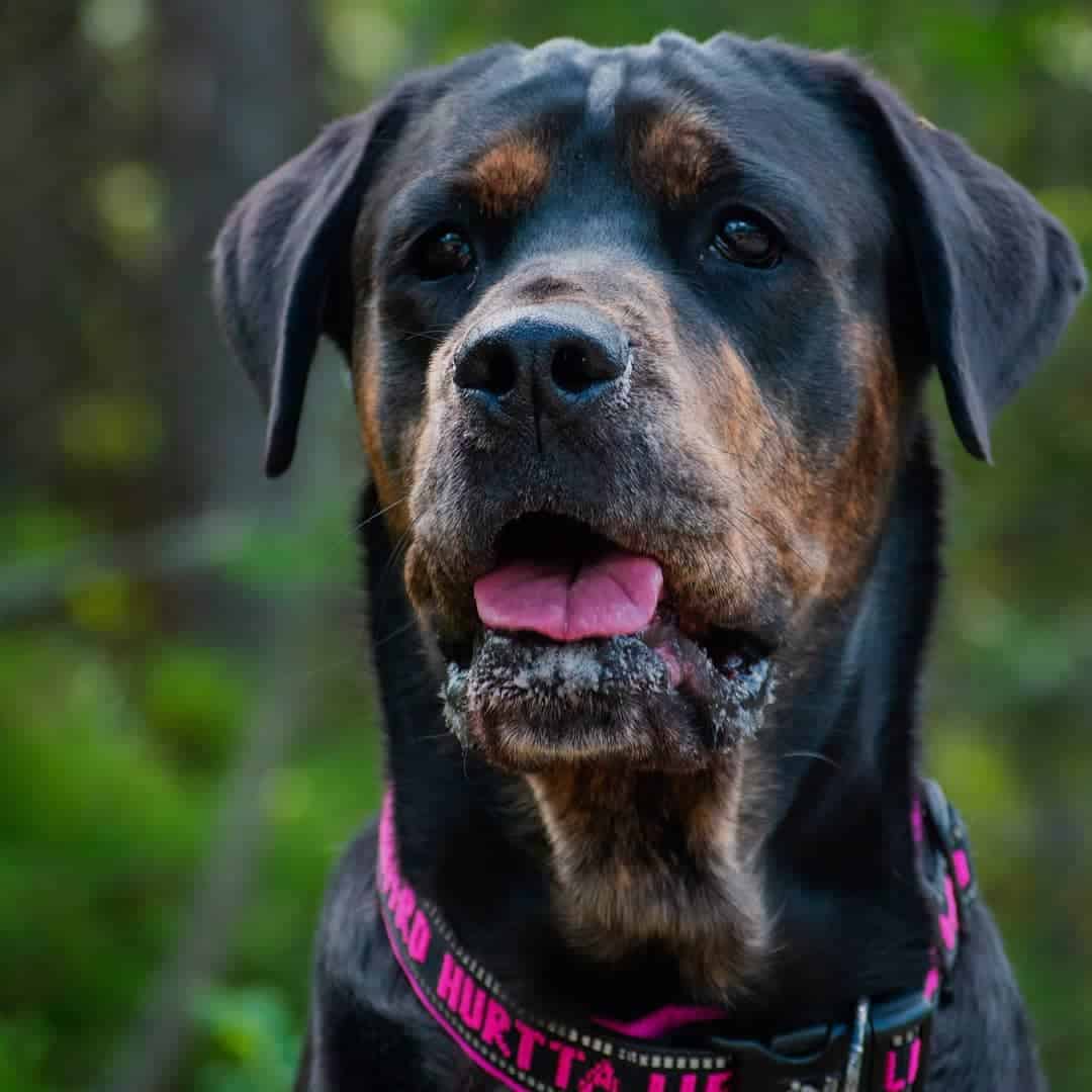 Retrato del perro mezcla de Rottweiler Bullmastiff