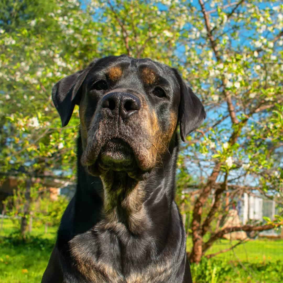 Perro mezcla de Rottweiler Bullmastiff