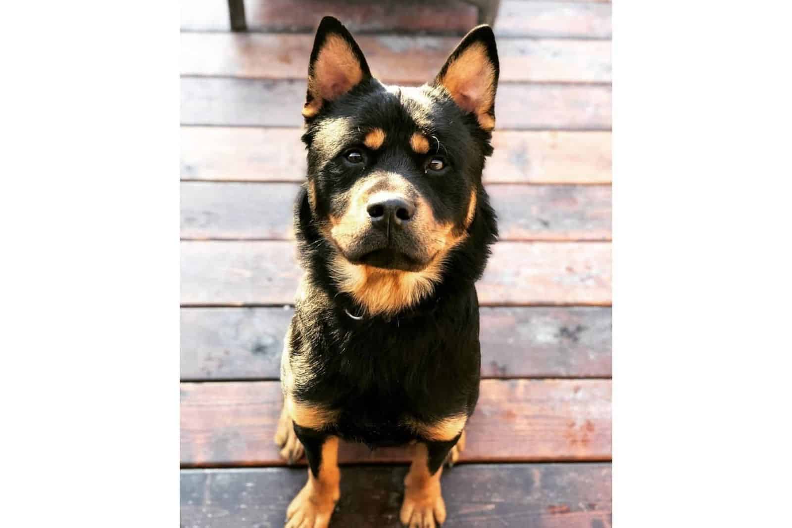 Cruce de Rottweiler Chow Chow