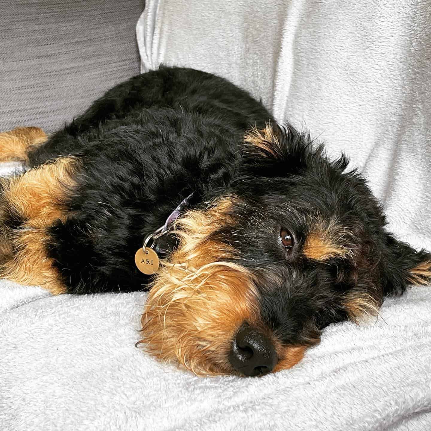 Rottweiler Poodle perro acostado