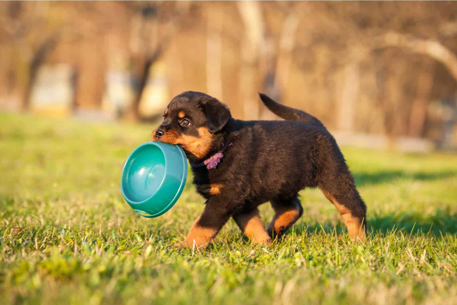 cachorro de Rottweiler sosteniendo un cuenco azul