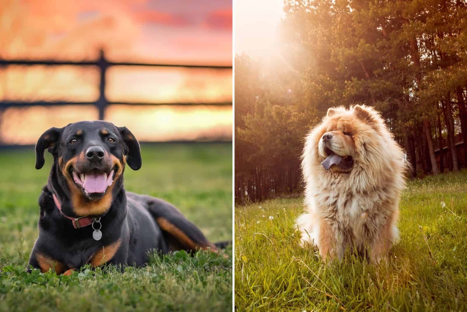 Rottweiler y Chow Chow