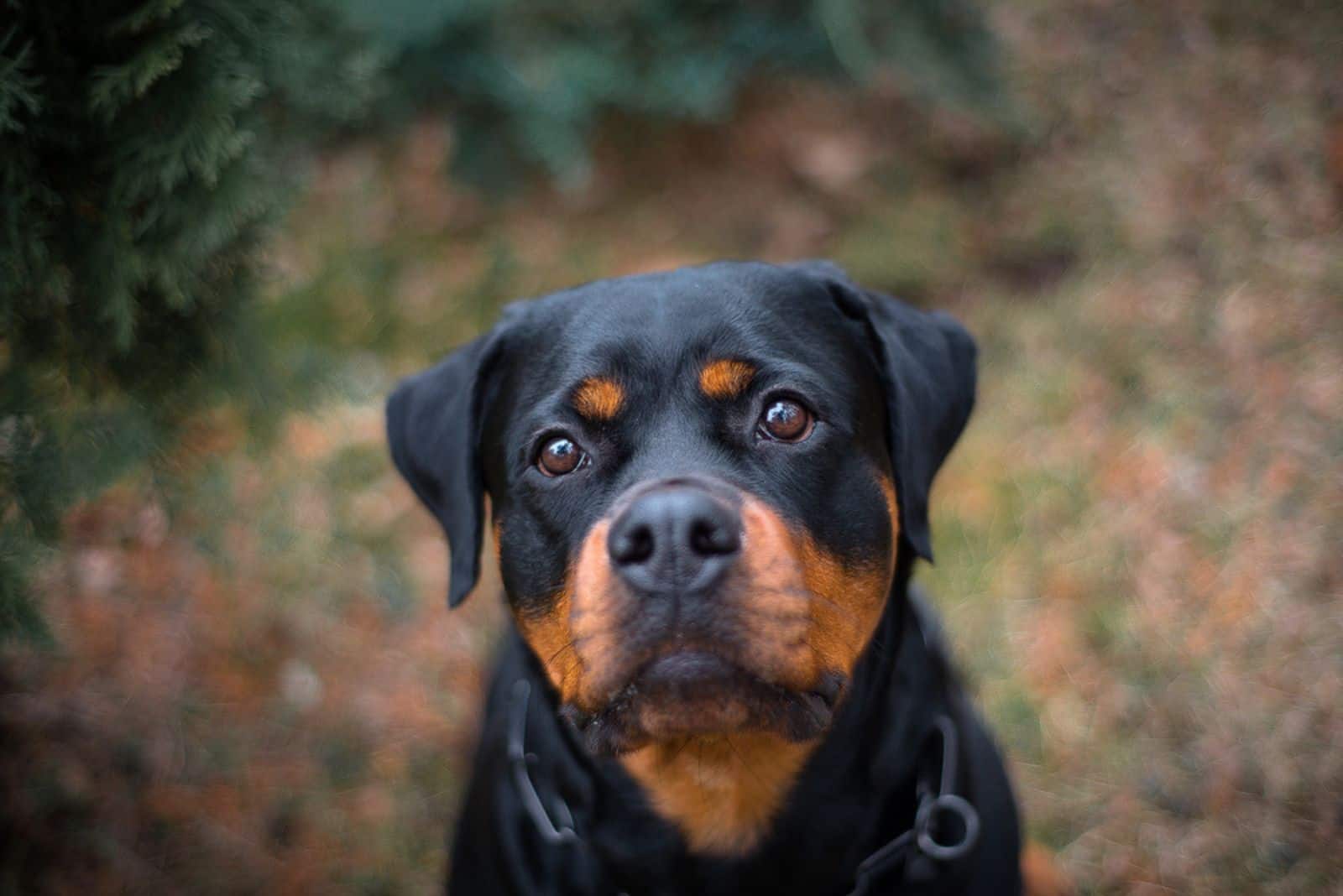 Retrato de perro Rottweiler al aire libre sentado cerca de thuja