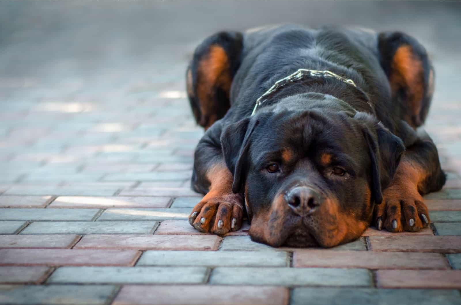 Rottweiler acostado en el suelo
