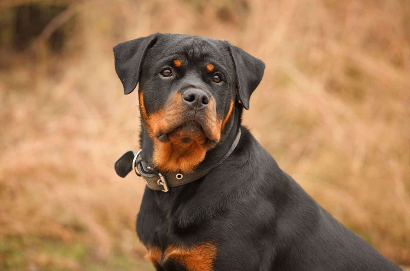 Rottweiler en paseo