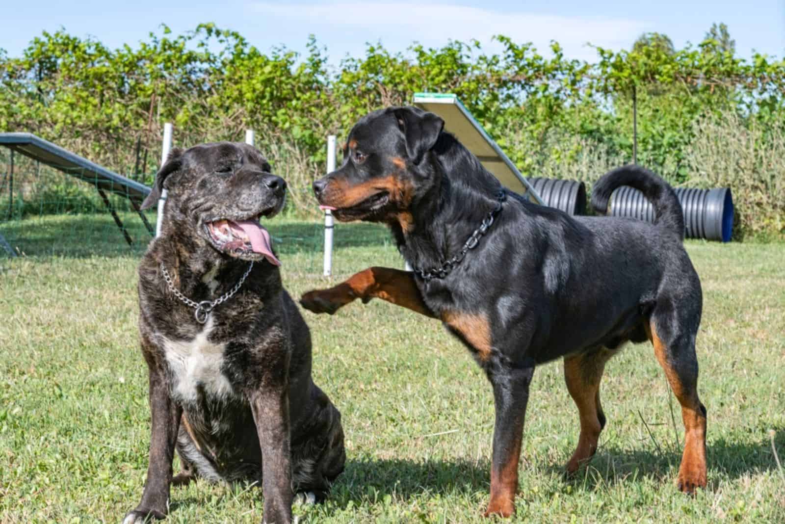 Rottweiler juega con cane corso