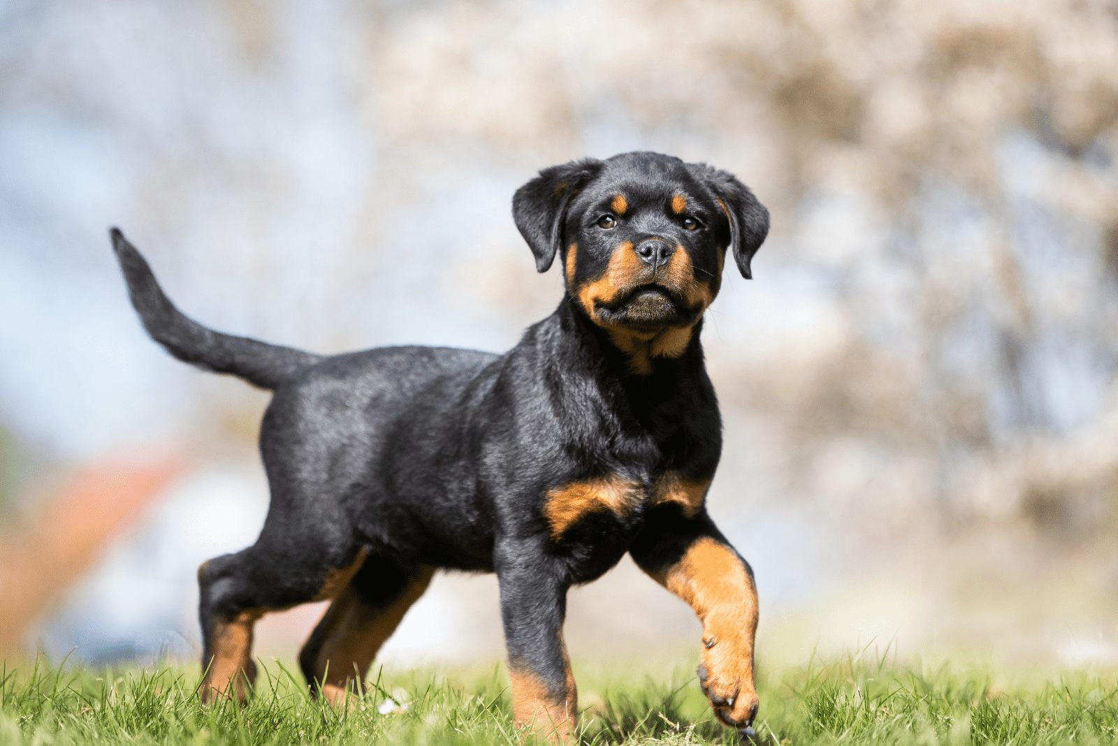 cachorro de Rottweiler de pie en la hierba