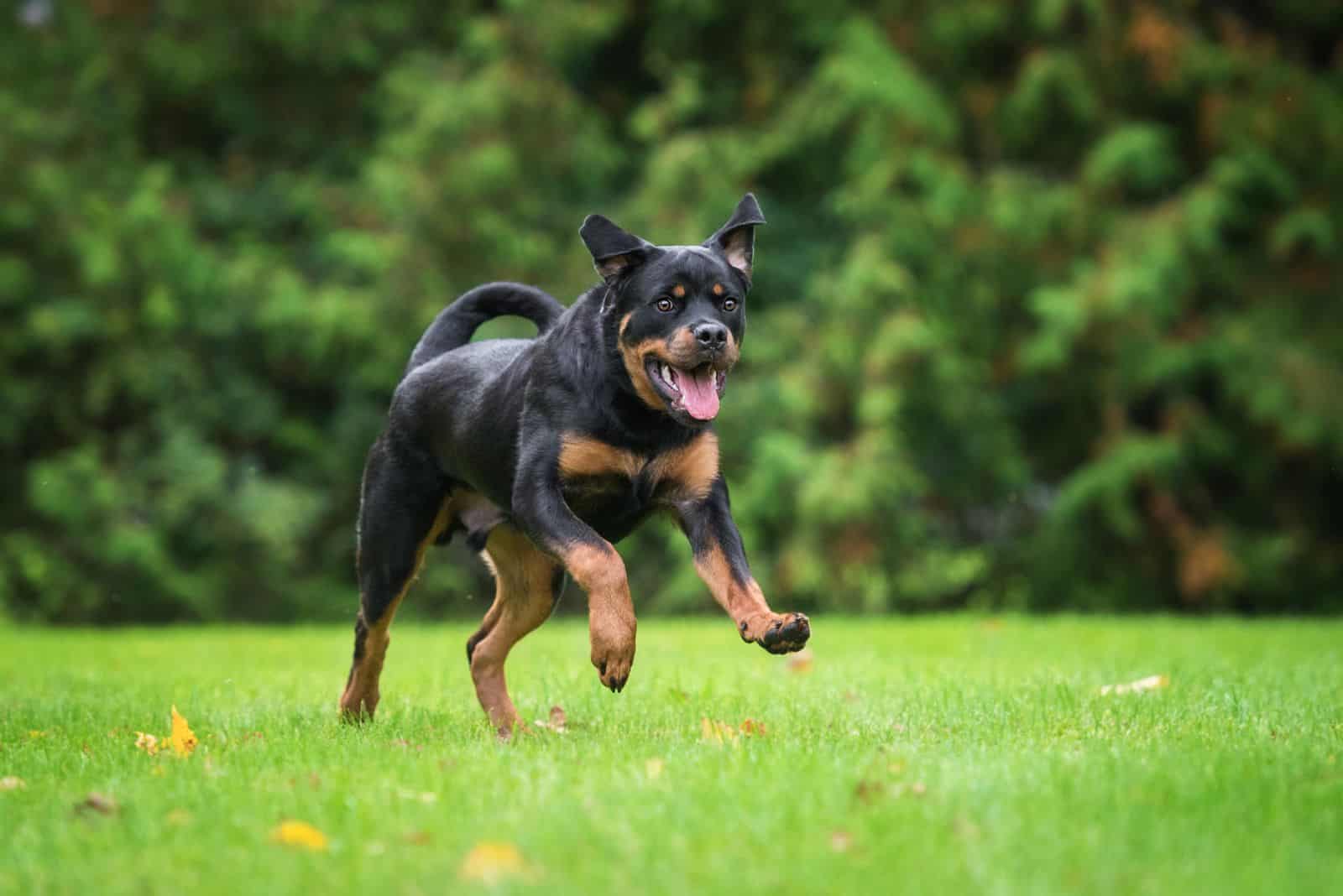 Rottweiler corre por el campo