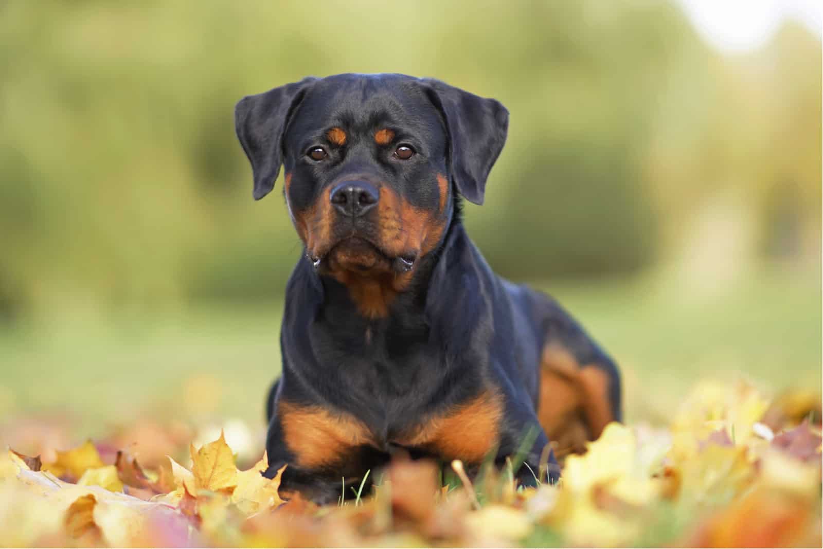 Rottweiler sentado en el césped mirando a la cámara