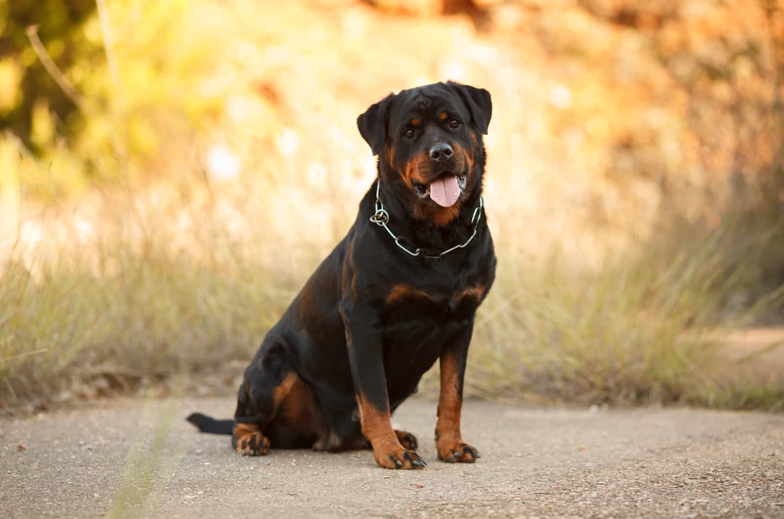 Rottweiler sentado al aire libre