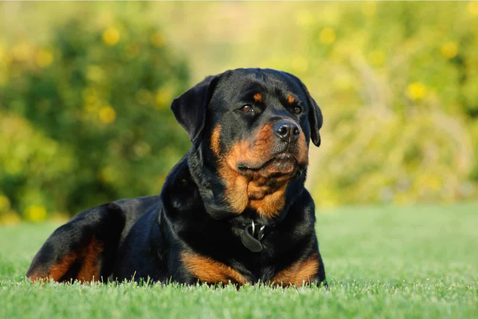 Rottweiler sentado afuera en la hierba