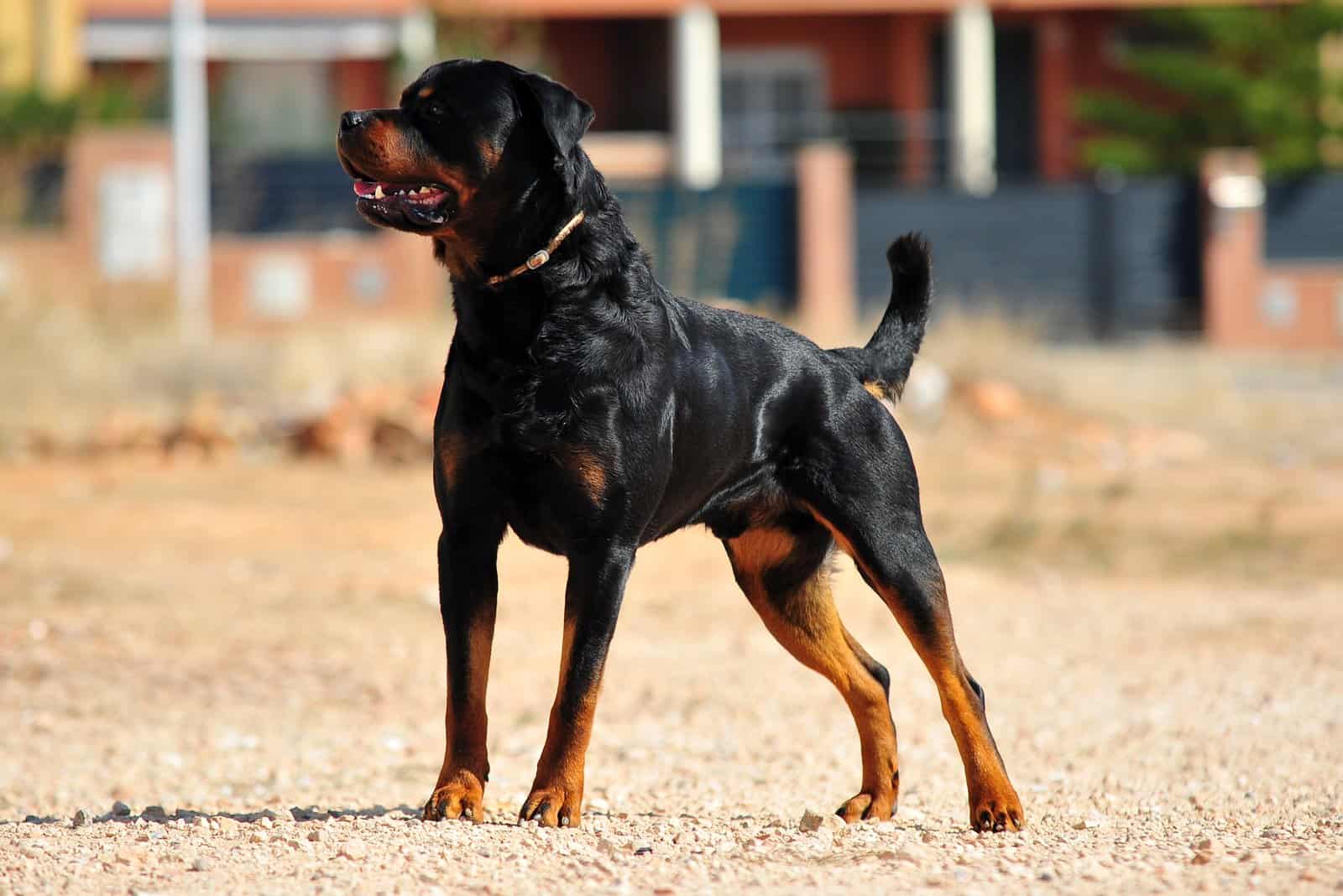 Rottweiler de pie afuera mirando hacia otro lado
