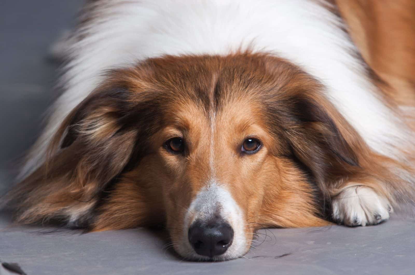 Rough Collie acostado en el suelo