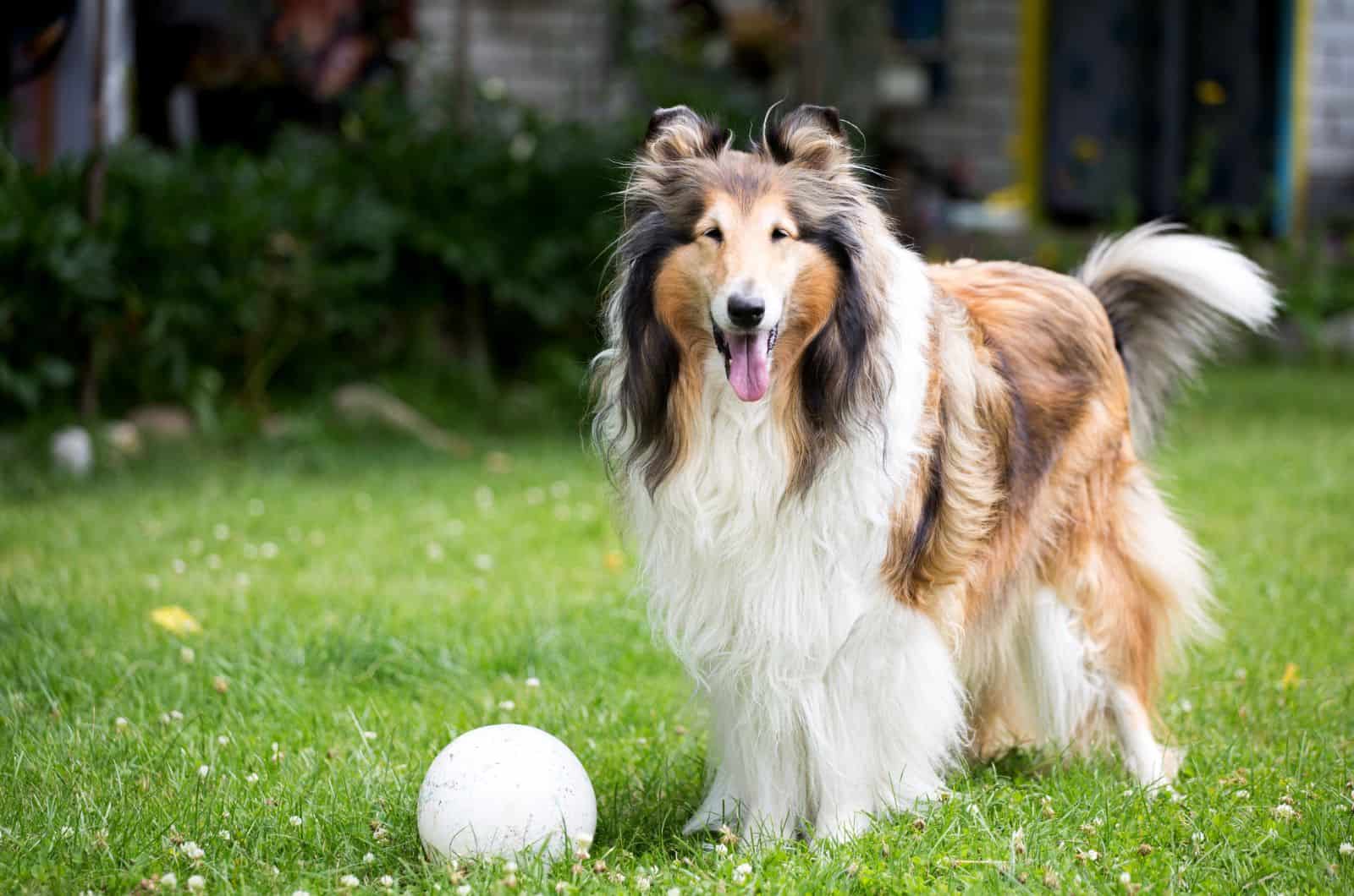 Rough Collie jugando con pelota