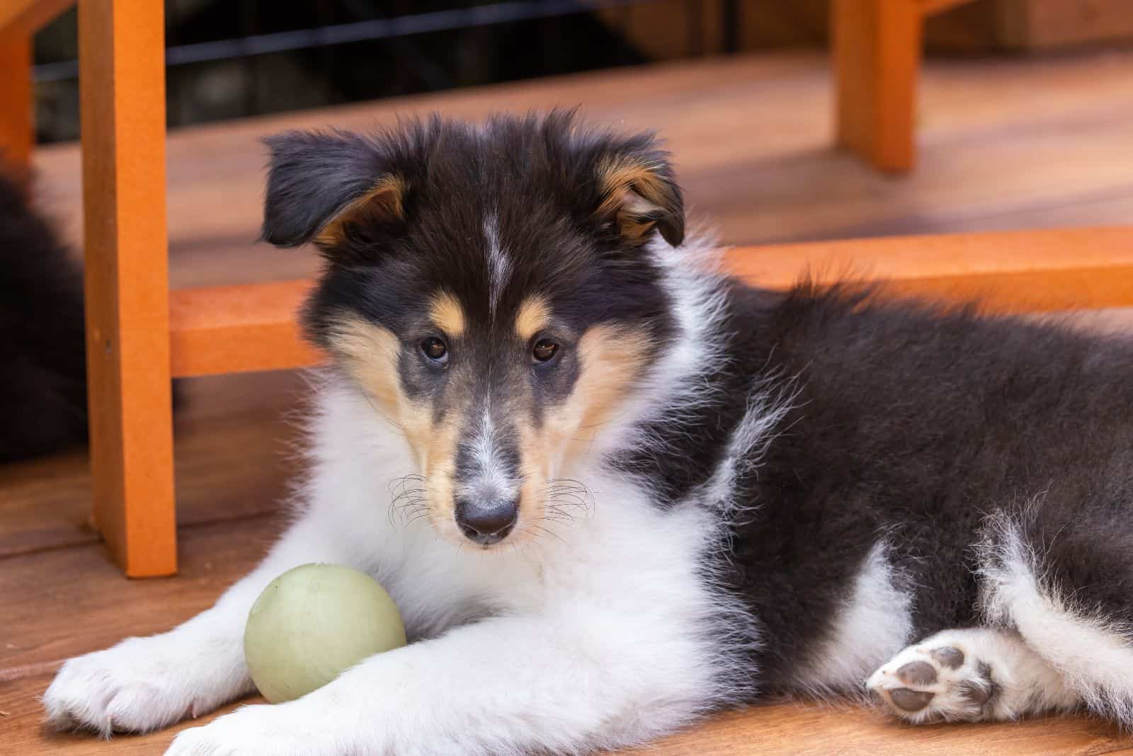Cachorro de collie de pelo largo se acuesta junto a la pelota
