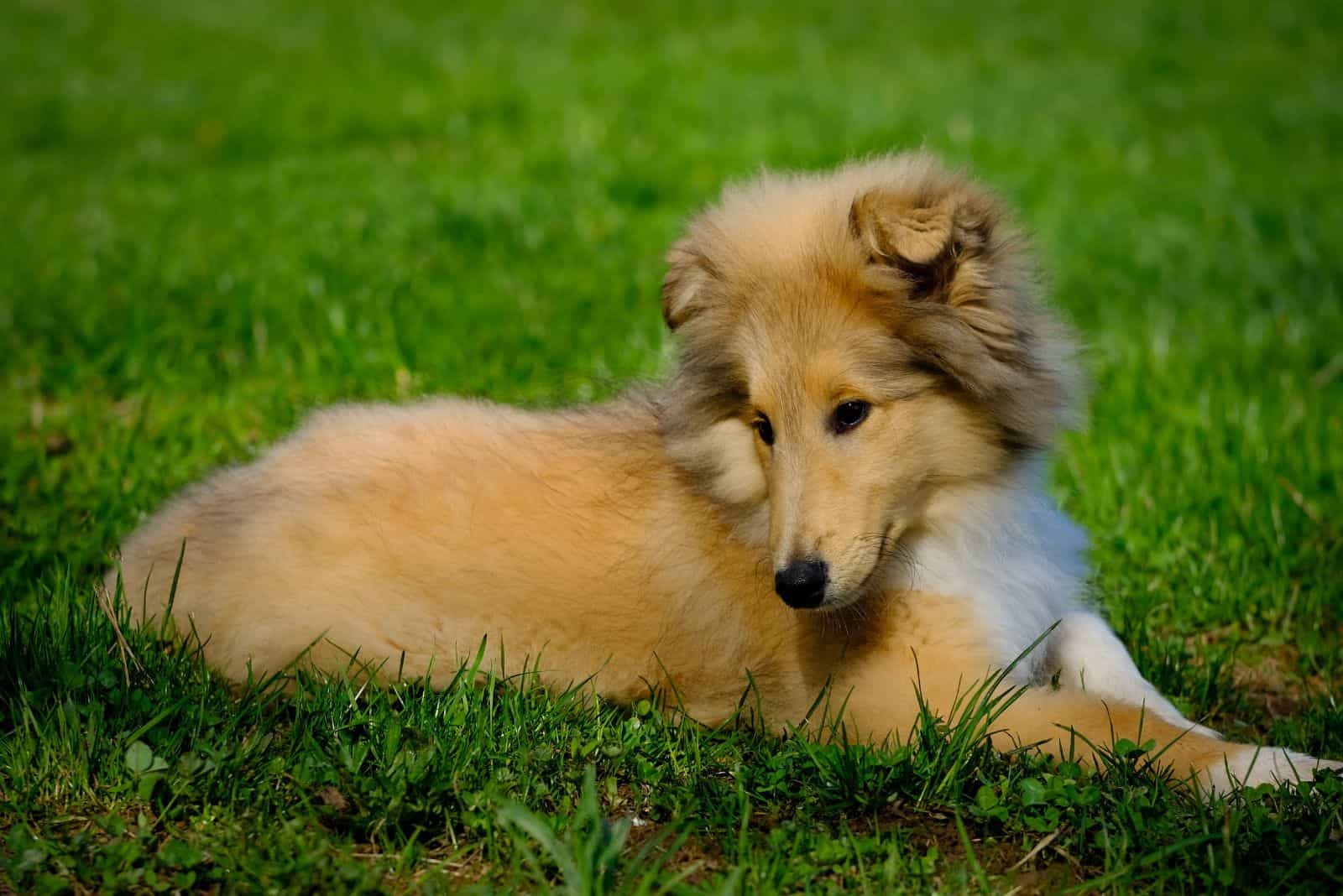 Cachorro de collie de pelo largo yace sobre el césped