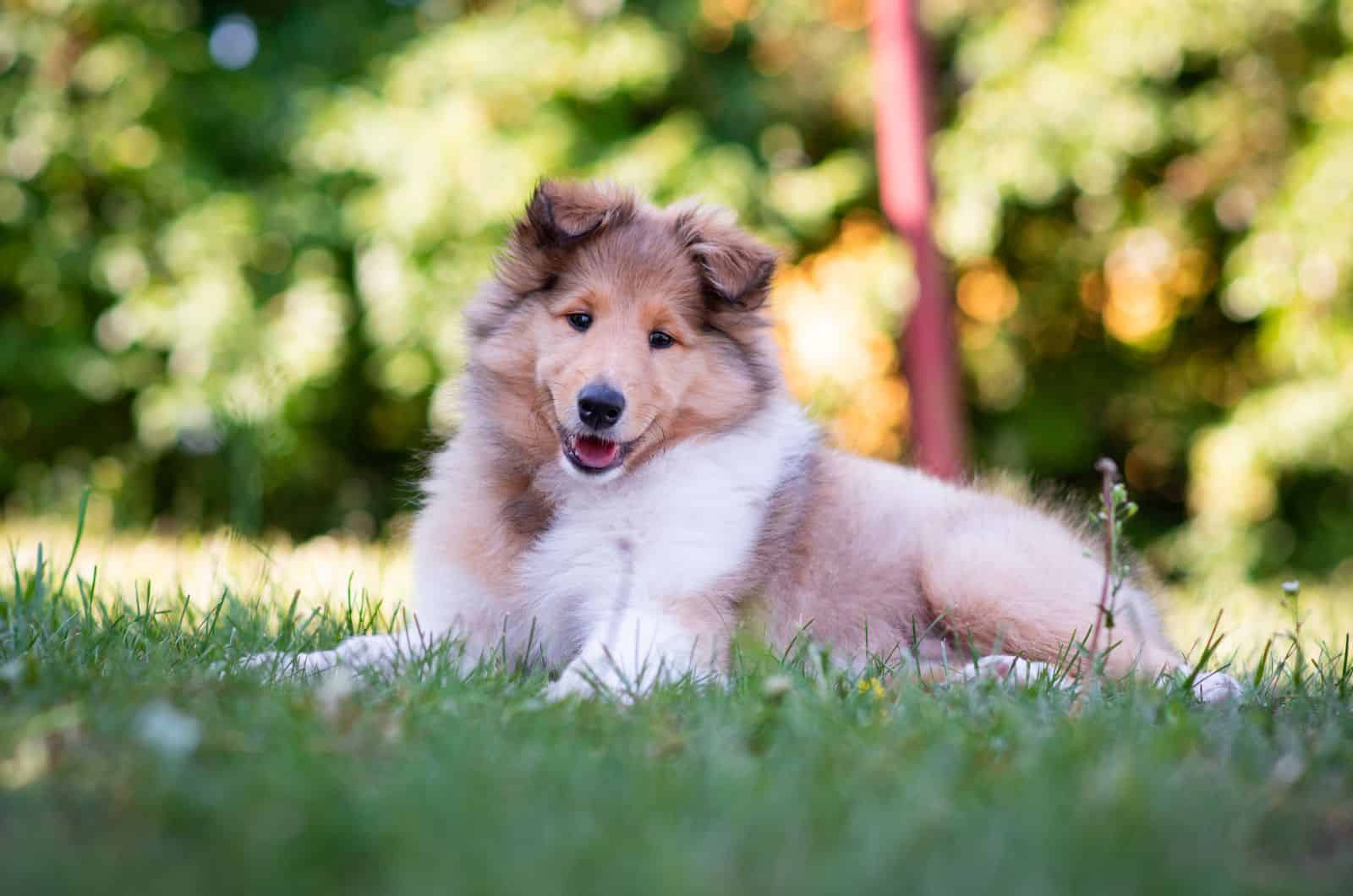 Cachorro Rough Collie sentado en el césped