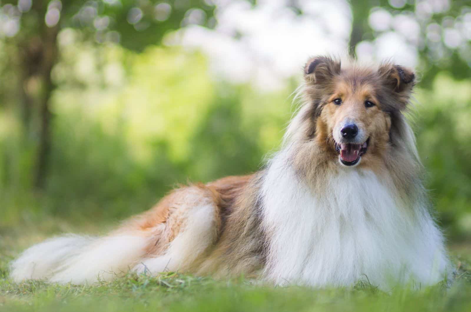 Rough Collie sentado en la hierba