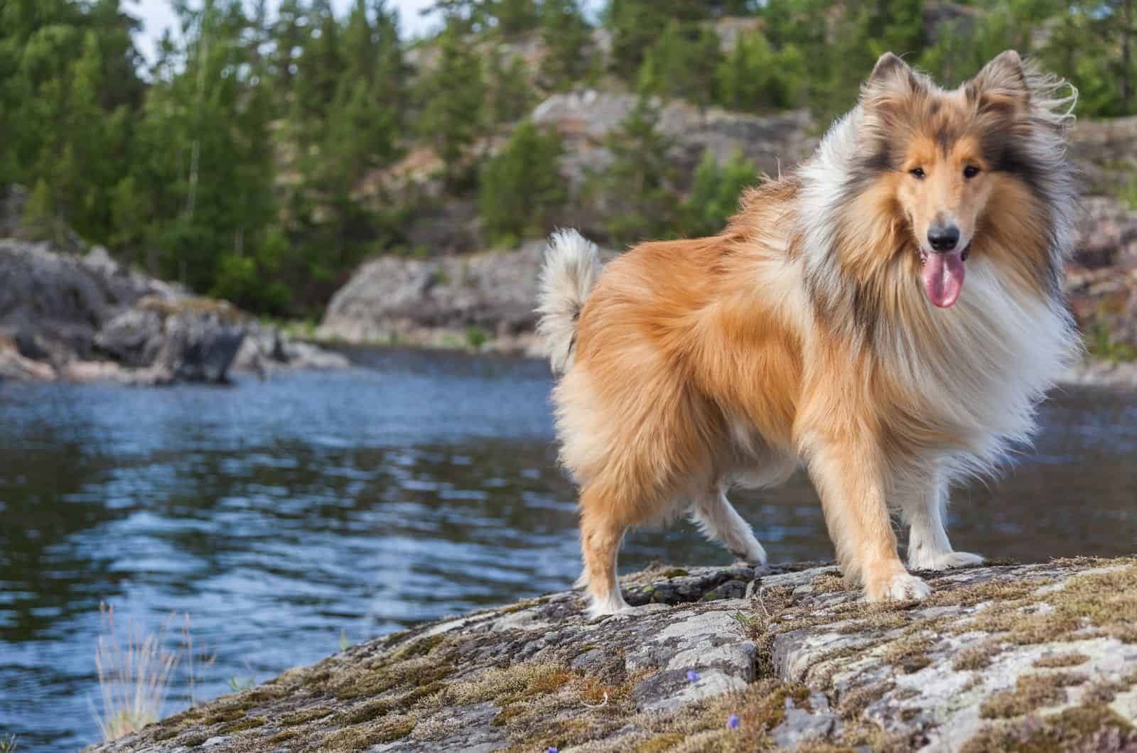 Rough Collie de pie junto al río