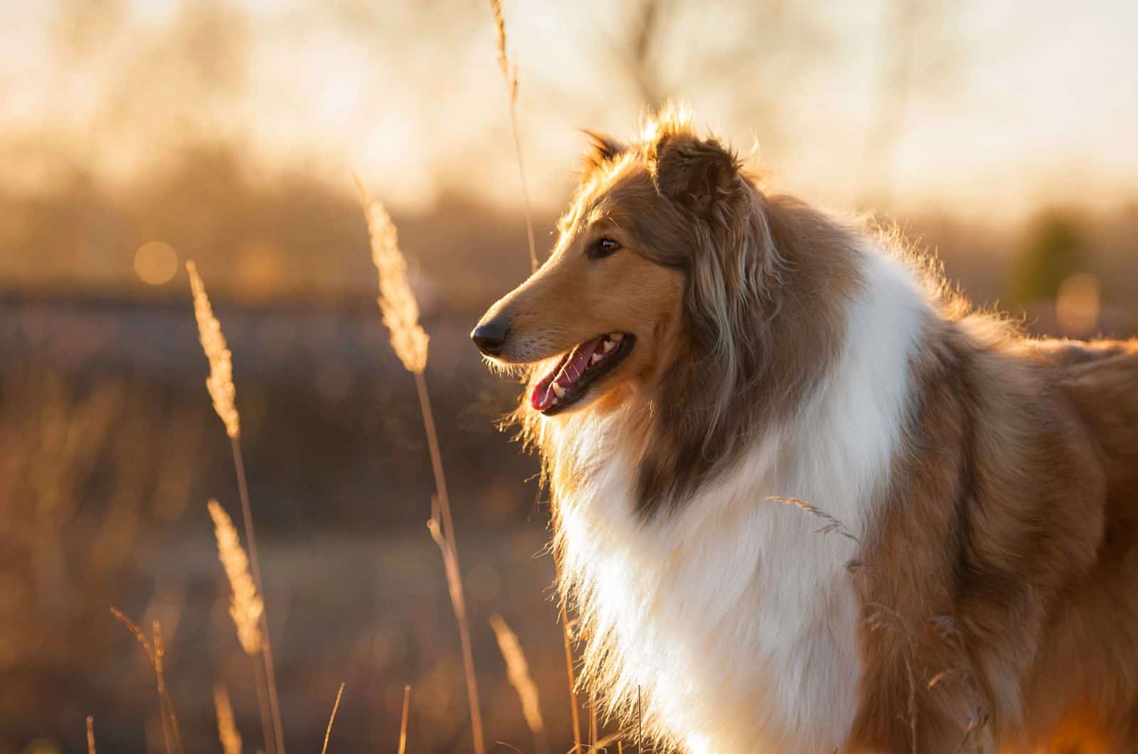 Rough Collie de pie en el campo