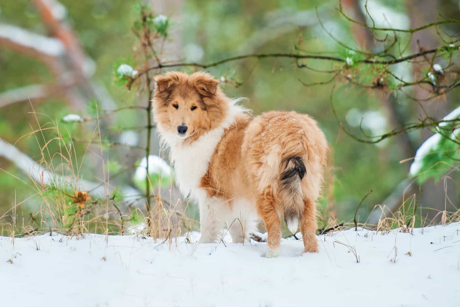 Collie de pelo largo de pie sobre la nieve