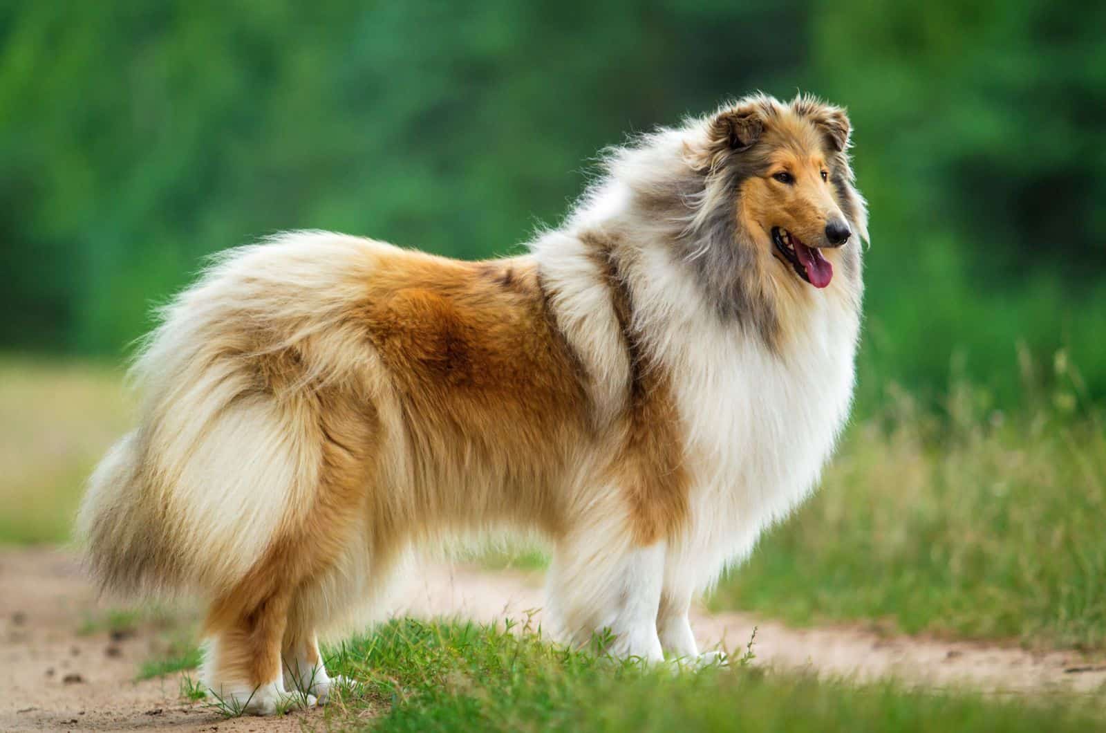 Rough Collie en el exterior