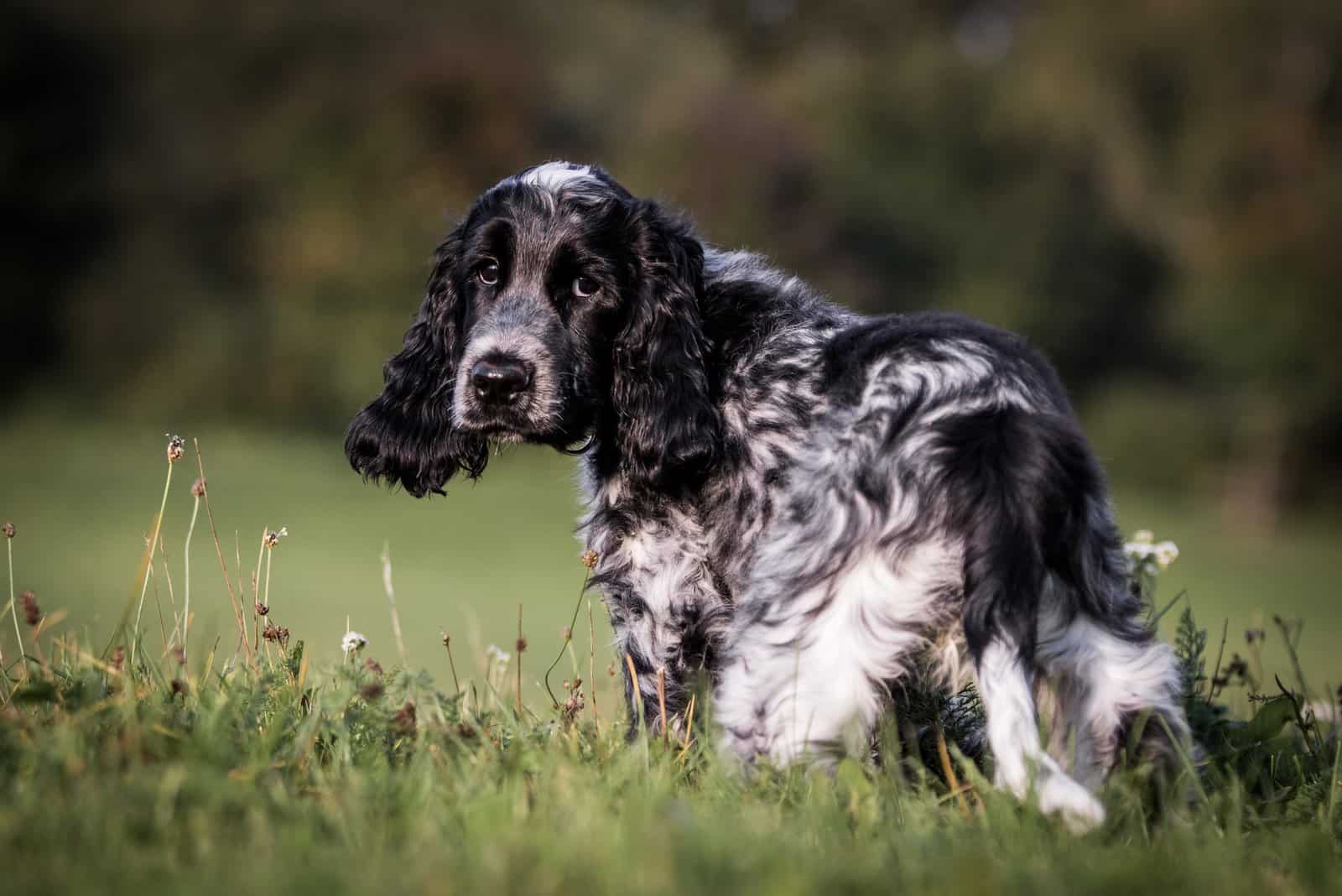 Cocker Spaniel Ingles corriendo