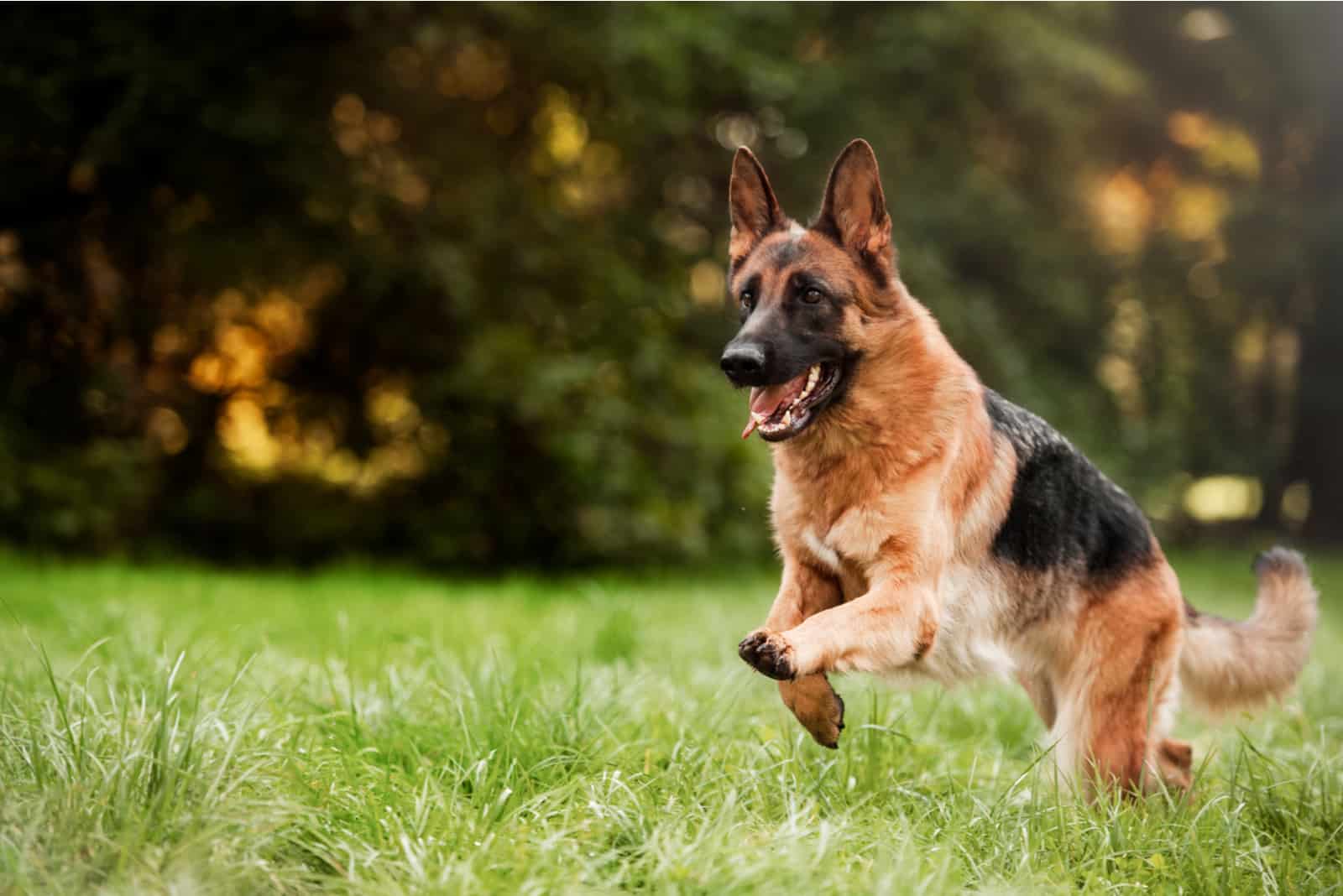 Perro pastor alemán corriendo