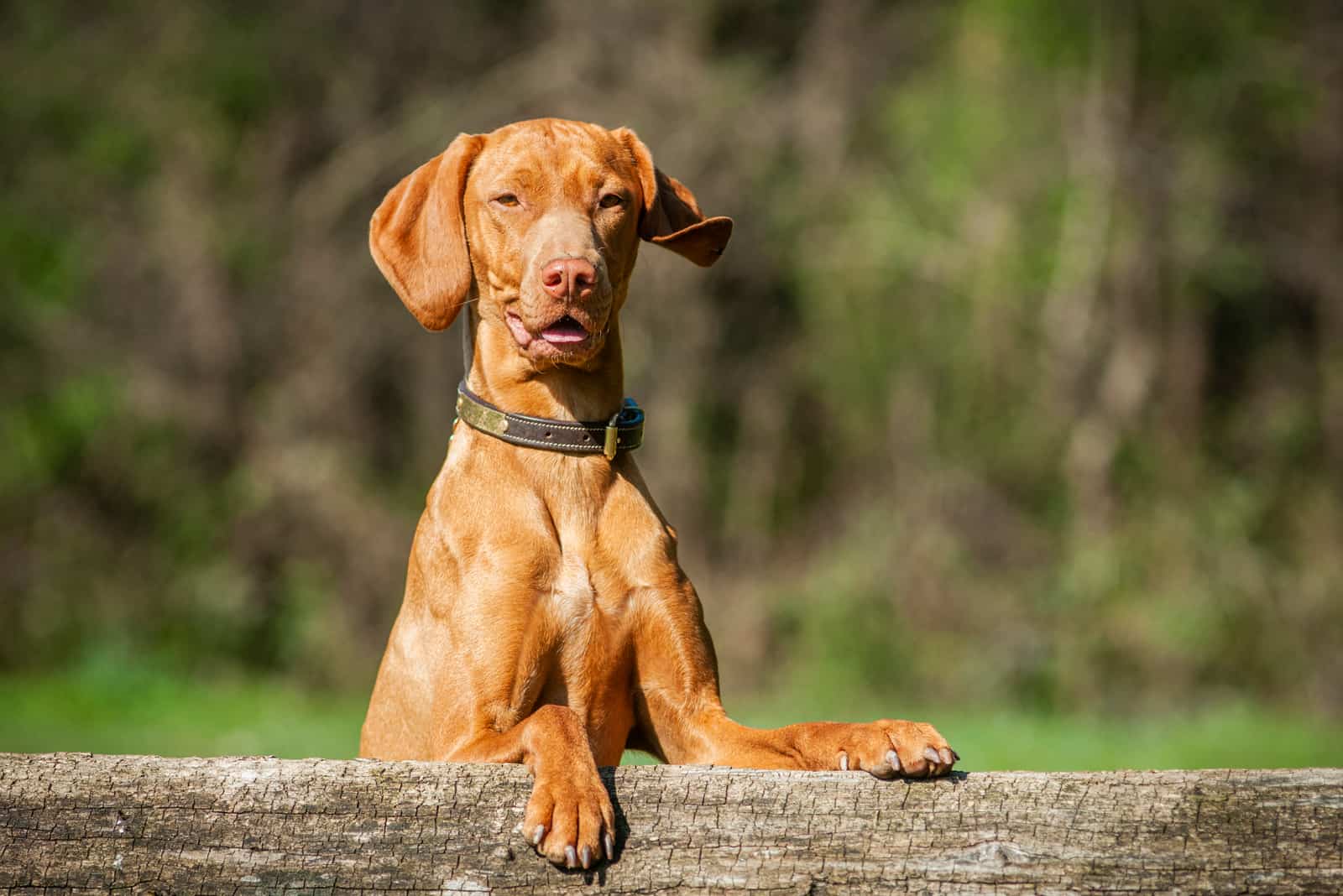 Vizsla Óxido al aire libre
