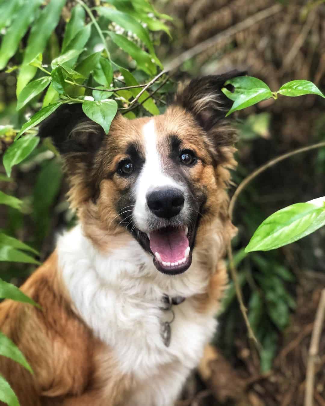 Perro Border Collie Sable