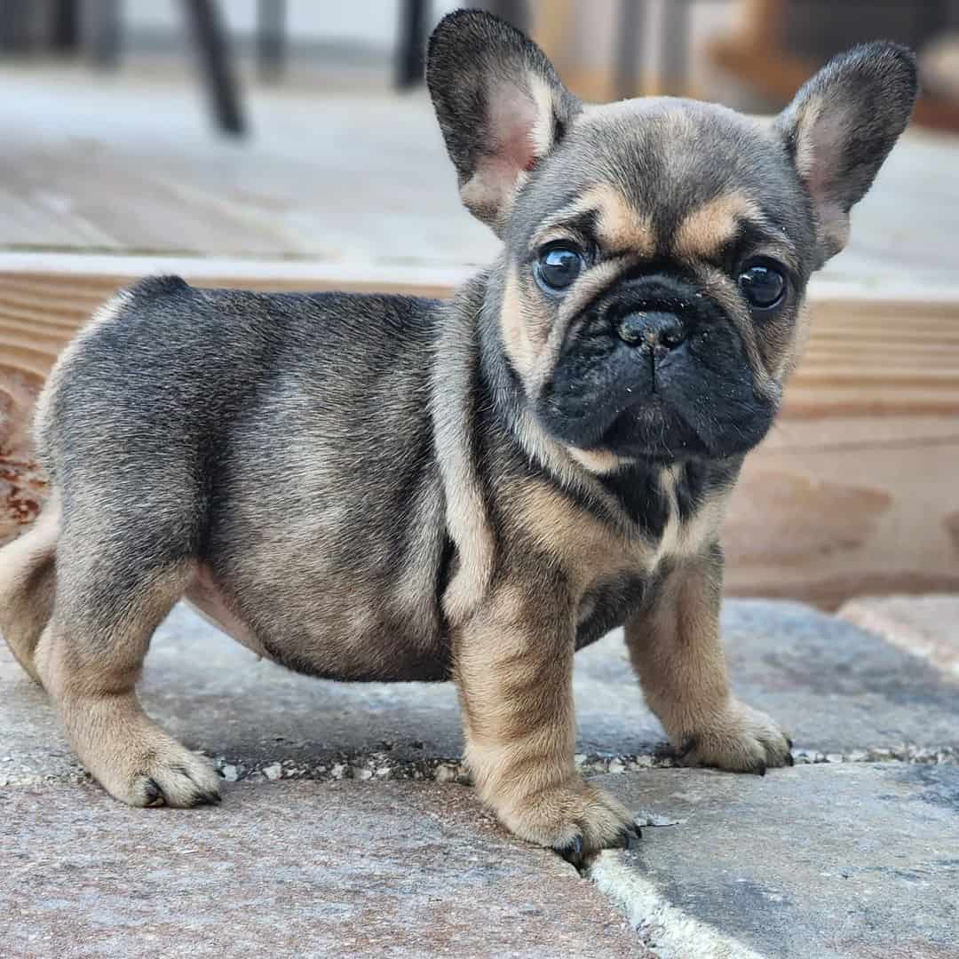 Bulldog Francés Sable