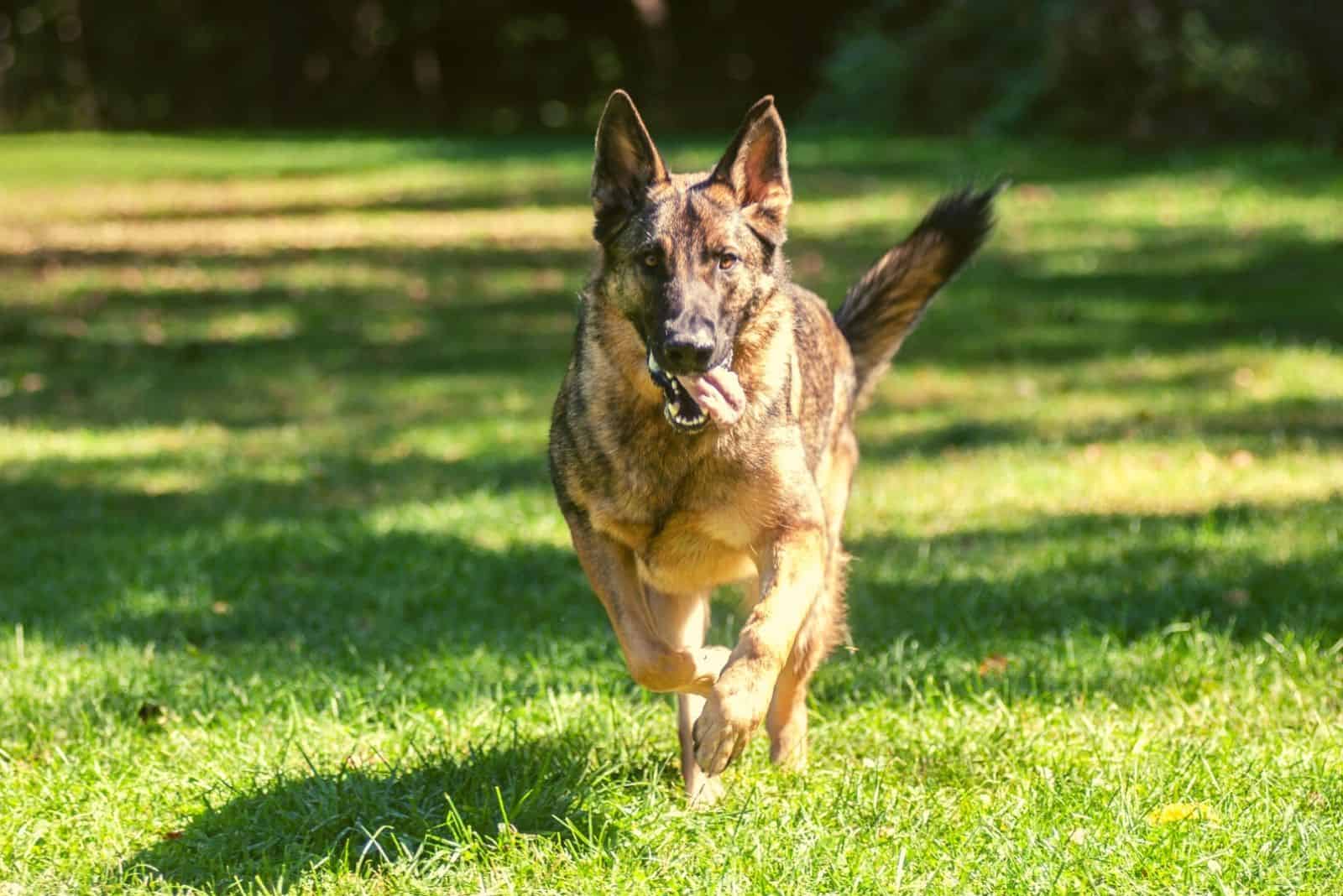 Perro Pastor Alemán sable corriendo en el parque