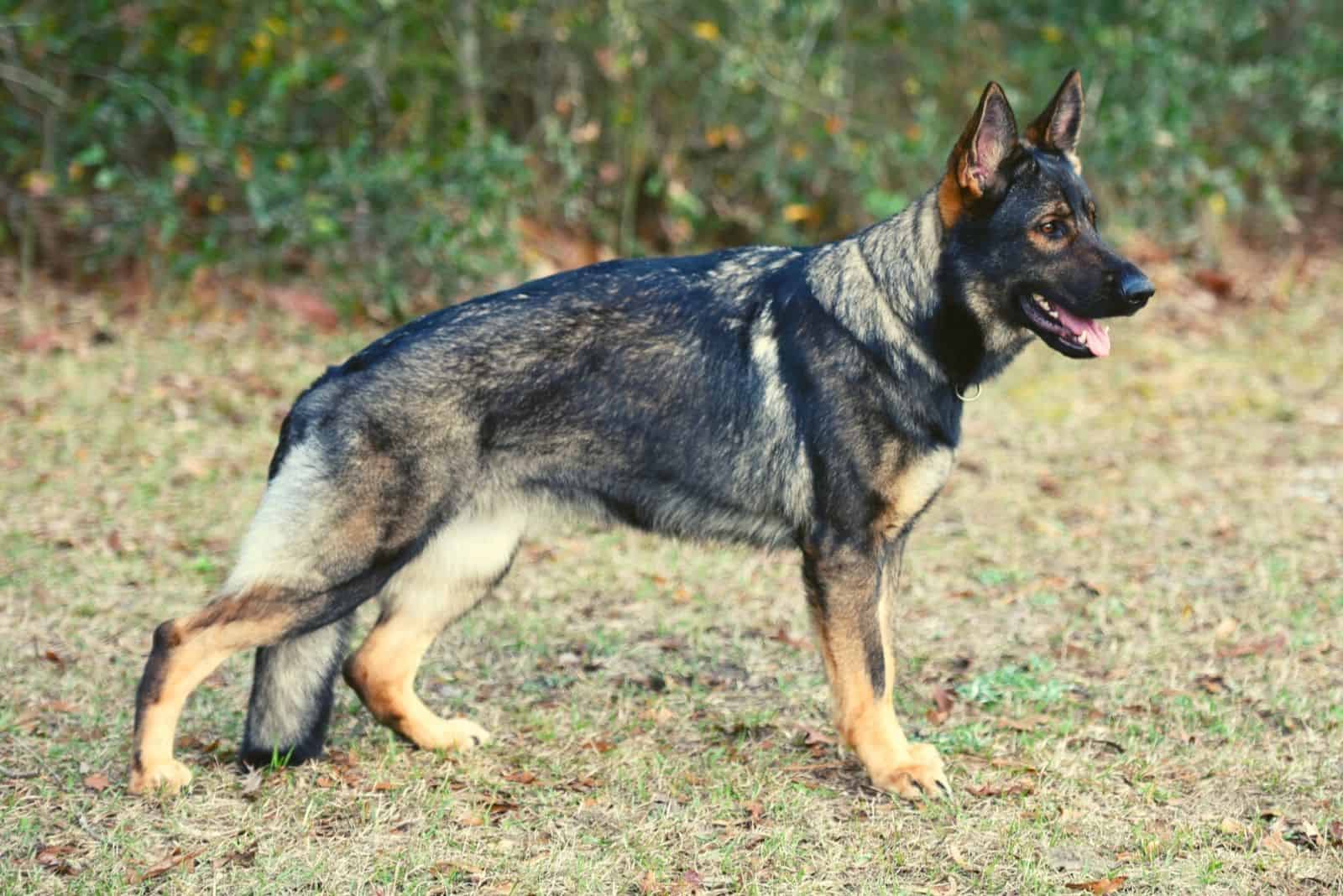 Pastores alemanes sable estirando su pierna al aire libre