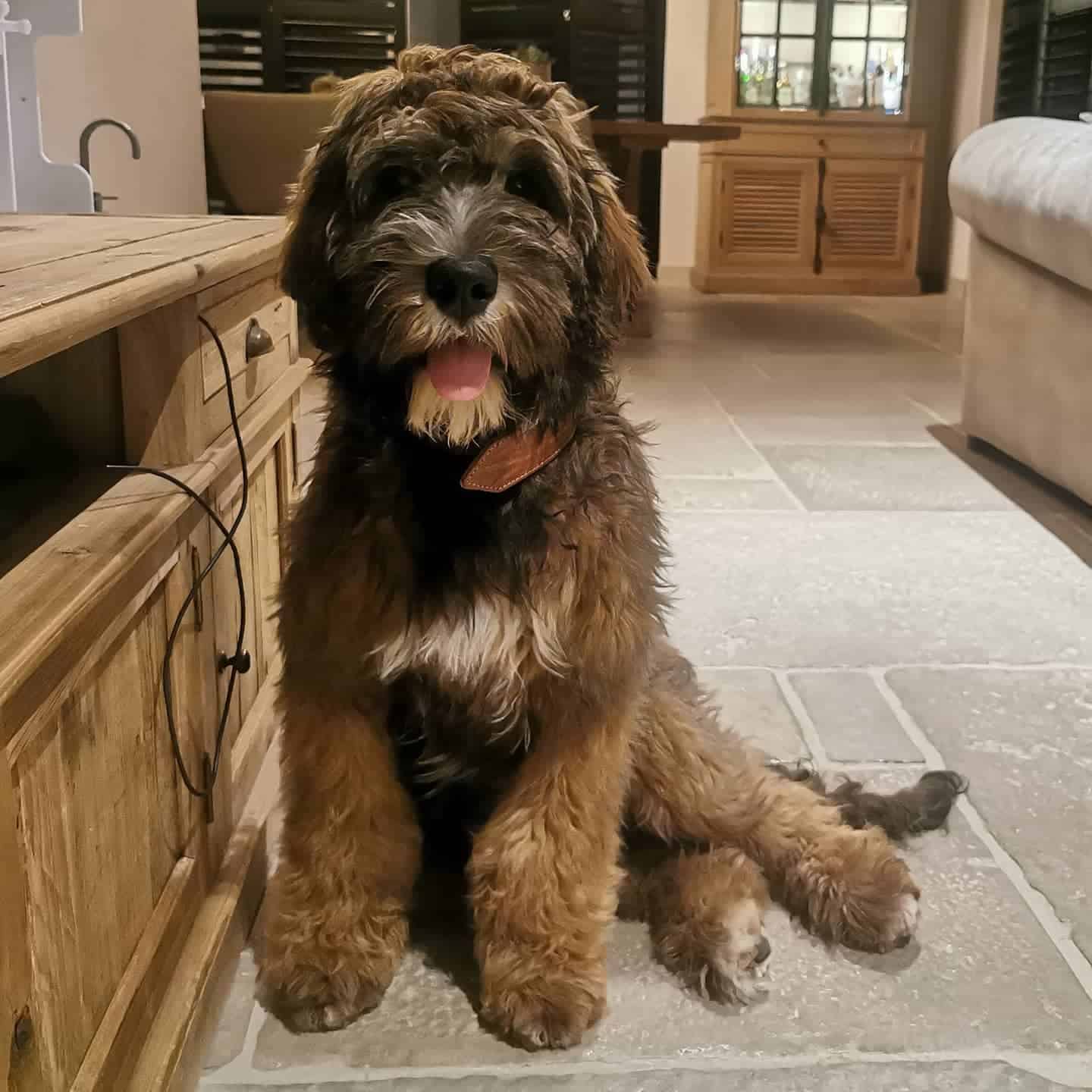 labradoodle sable en casa