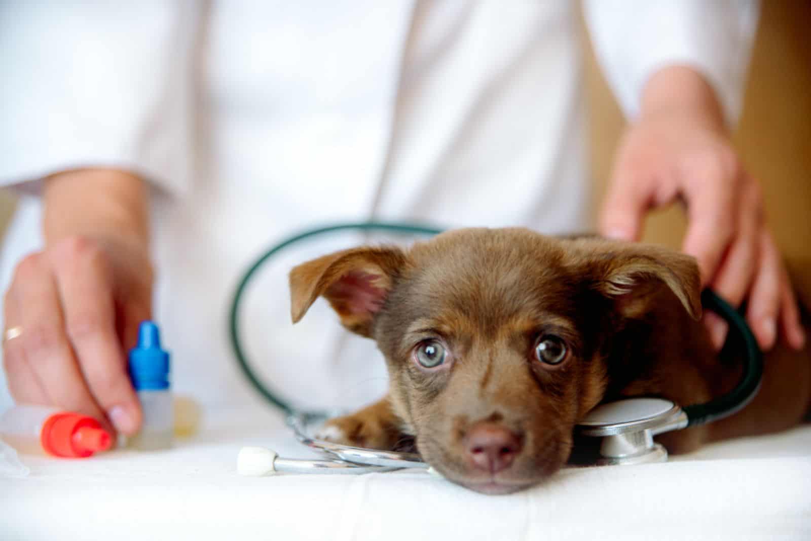 Perro triste y enfermo en el veterinario