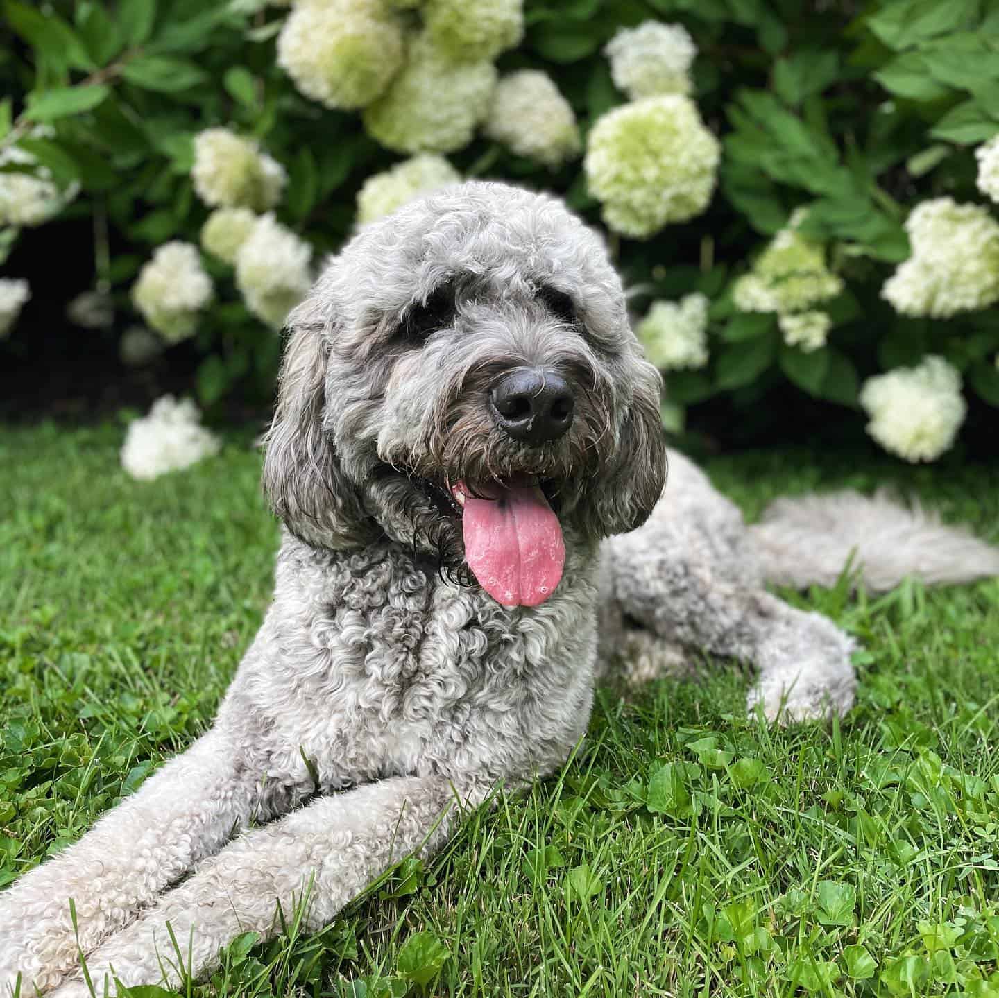 Saint Berdoodle en el jardín