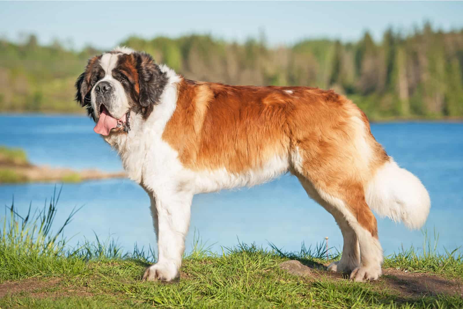 perro San Bernardo de pie en la costa del río
