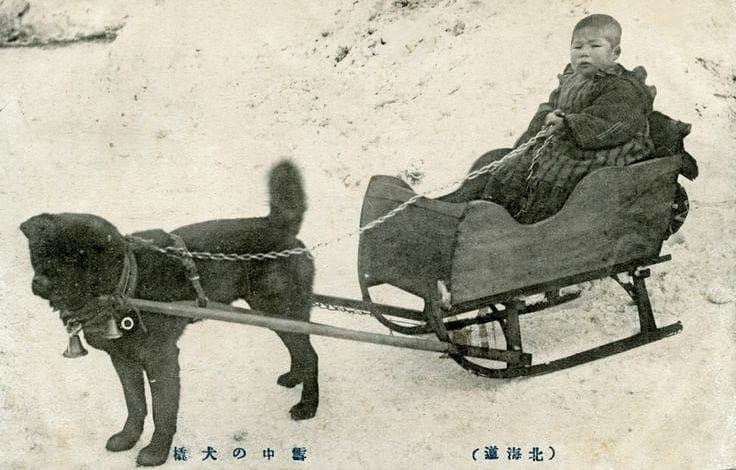 Husky de Sajalín monta un trineo de niño