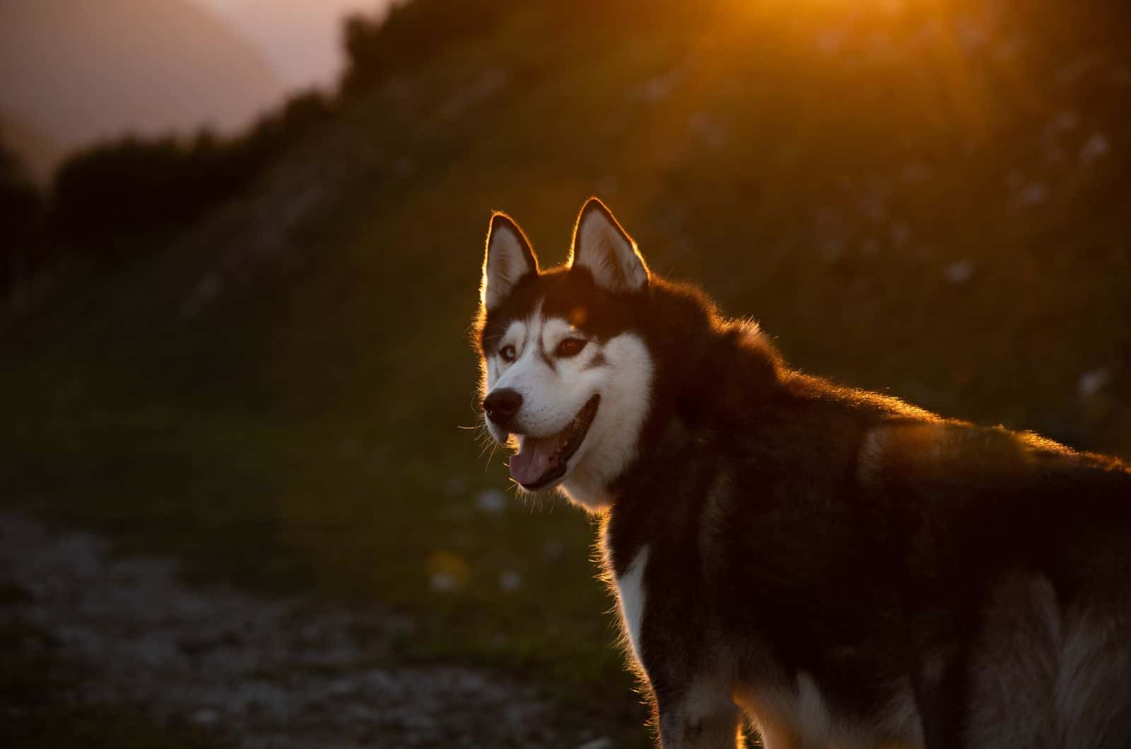 Husky de Sajalín
