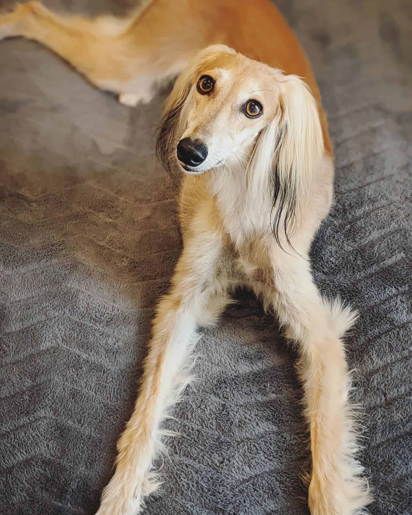 Perro Saluki acostado y mirando hacia arriba