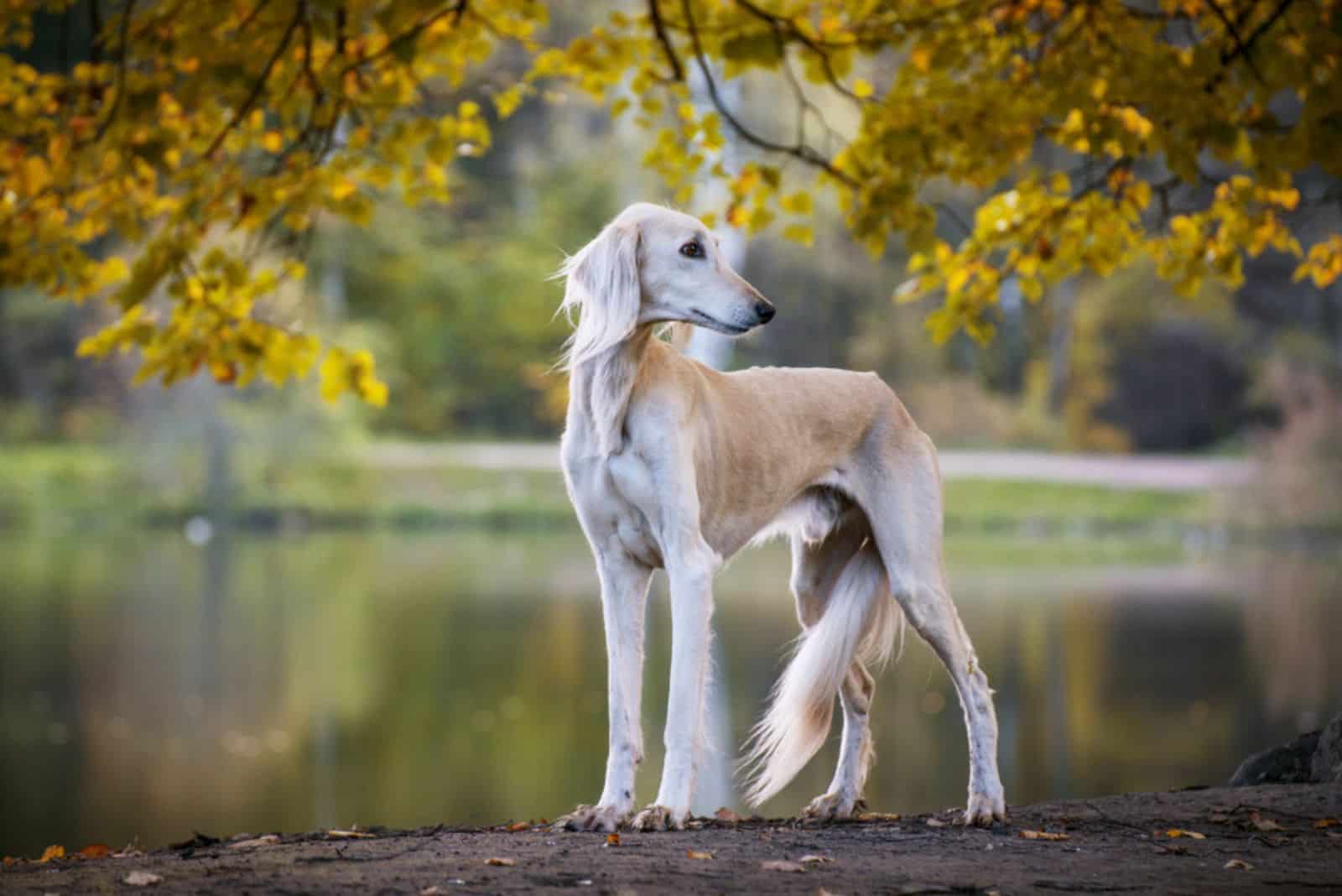 Perro Saluki al aire libre