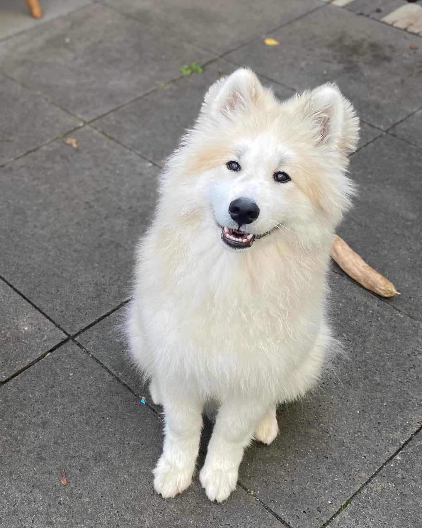 Perro Samkita