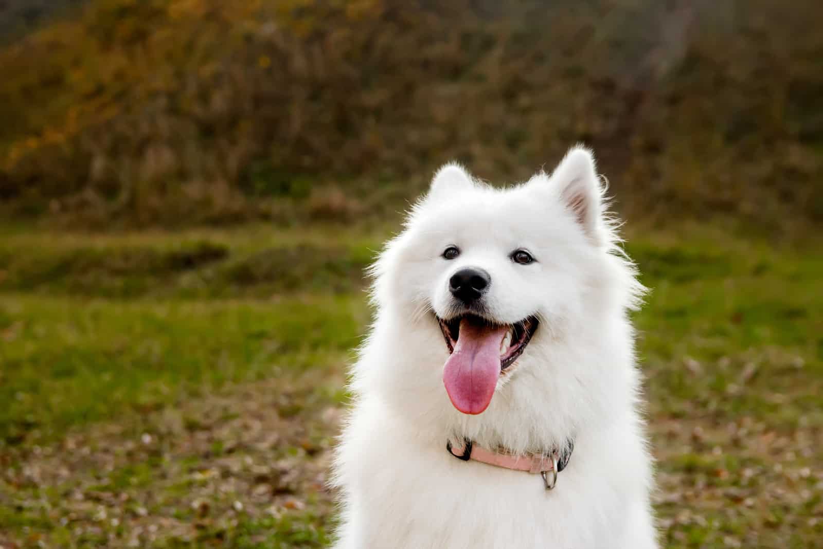 Perro Samoyedo en parque otoñal